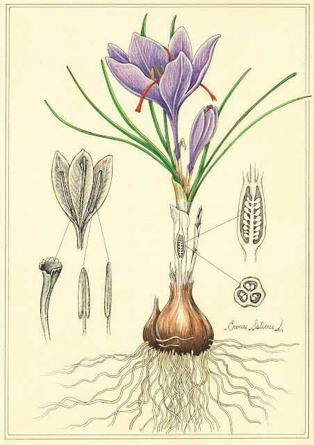 Illustration of Crocus sativus